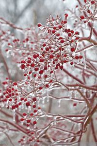 Winter storm | berry icicles