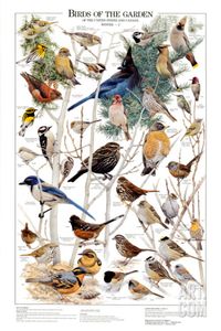 Birds of the Garden Winter II Art Print at Art.com