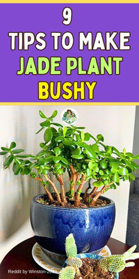 "Discover 9 essential tips to make your jade plant bushy and thriving!  Enhance your jade plant care with expert jade plant growing tips,  addressing common issues like jade plant yellow leaves and jade plant not  growing. Learn what kind of soil for jade plant is best, whether indoors or  outdoors, and how to encourage jade plant new growth. Find solutions for  underwatered jade plants and understand jade plant varieties.