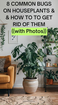 "Discover the 8 most common bugs that can infest your indoor houseplants.  Learn how to identify and eliminate these pests to keep your indoor  houseplant healthy and thriving. #indoorhouseplant #houseplantbugs  #pestcontrol"