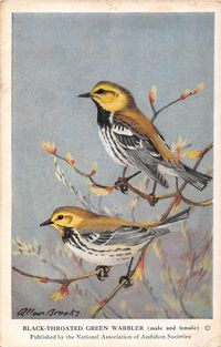 This item is an authentic 1930's era collectible Audubon Bird card. These cards are over 80 years old and ARE NOT reprints. I absolutely detest reprint cards and will not sell them on my storefront. Card measures at 3 1/2 x 5 1/2 inches and was made by the National Association of Audubon Societies.  In 1940, this organization became known as the National Audubon Society. Card would grade at VG+ shape with some corner wear.  These cards would be a perfect for collecting or display purposes for bi