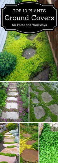 TOP 10 Plants and Ground Cover for Your Paths and Walkways : topinspired