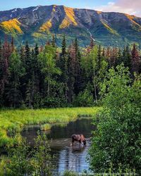 WHERE & WHEN TO SEE THEM: Moose are the most commonly seen of Alaska's "Big 5," with around 200,000 in the state. They range from the Inside Passage all the way up to the Arctic and are most abundant in the Southcentral and Interior regions. Though they are often spotted in wilderness areas, they can also be seen in cities like Anchorage and Fairbanks.