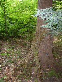 Sacred Tree Profile: Birch's Medicine, Magic, Mythology, and Meaning