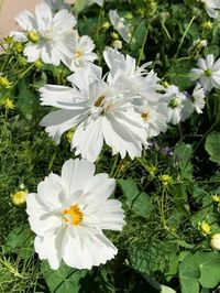 Cosmos 'Fizzy White' - Paris côté jardin