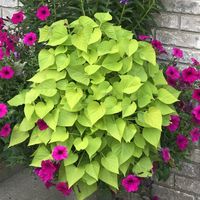 IPOMOEA_MARGARITA_SWEET_POTATO_VINE_GC_IPOMA_01