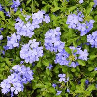 Long-flowering and hardy, the Royal Cape Plumbago can be worked into just about any space. Easy to grow and makes a great cover for fences, walls and more. Clusters of gorgeous blue flowers! Mature size: 5 ft. x 6 ft. to 8 ft. wide.