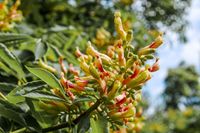 Award-winning Aesculus flava (Yellow Buckeye) is a large deciduous tree of upright-oval to oval-rounded habit with immense secondary branches clothed in palmate compound leaves divided into 5-7 dark green leaflets. In mid to late spring, greenish yellow flowers are borne in erect panicles, 6 in. long (15), but are often almost lost among the leaves. The flowers give way to smooth, pear-shaped, brownish capsules that contain one or two buckeyes. The foliage turns brilliant yellow to pumpkin-orang