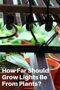 Ever wondered How far away should LED lights be from plants? We show you how to evaluate proper grow light distance for yourself, for each of the growth stages for your indoor plants or type of grow light you are using. #indoorgarden #gardeningunderlight #growlight #urbangarden