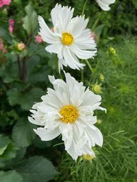 Cosmos Fizzy White