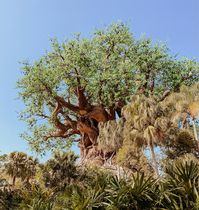 Walt Disney World’s Animal Kingdom theme park is home to this beautiful sight — the Tree of Life! A fun fact for you, there are over 300 animals carved into the tree as the Tree of Life honors animals and the place they all share in the Circle of Life 🦋🦁🦒