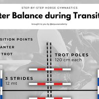 EQUUS ACADEMY on Instagram: "📌Great exercise to develop your horse’s balance and responsiveness!🐴🤩 HOW TO: 👉During your warm up, start practicing the trot poles from both directions. You can also practice the whole exercise in trot. 👉Practice the line in canter as well. 👉Now combine the whole exercise including the transitions. THE EXPERT’S ADVICE: ✅Approach the exercise with a nice working trot, without rushing it. ✅Prepare your transitions in advance. ✅During all transitions it is important to keep impulse and balance, both during upward and downward transitions. ⤵️If in doubt, drop a comment! . . 📌 Ottimo esercizio per sviluppare l’equilibrio e la reattività! 🐴🤩 HOW TO: 👉 Durante il riscaldamento in piano inizia a fare pratica sulle barriere al trotto, ad entrambe le mani. Pot