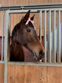 #horse #coquette #ribbon #pink #horsegirl