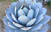 Highly sought after, Agave parryi var. truncata 'Huntington' (Artichoke Agave) is an evergreen, perennial succulent forming tight rosettes of thick, broad, short, pale blue-gray leaves with widely spaced small teeth and a wavy terminal spine. Dark reddish-brown on new leaves, the spines fade to gray on older leaves. Adding intriguing beauty, the leaves carry on their lower surfaces the distinct imprints of the thorny leaf margins of the previous outer leaf-bud. Mature plants (over 10 years) flow