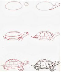 Draw turtle