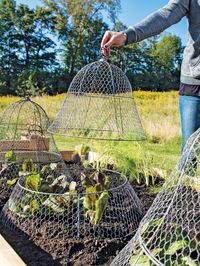 Chicken Wire Cloche with Extension | Gardener's Supply