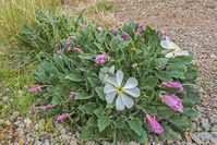 Oenothera caespitosa (Tufted Evening Primrose) is a perennial or biennial boasting charming rosettes of lance-shaped, fuzzy, blue-green leaves, 4 in. long (10 cm). Erect flower buds give way to large, fragrant, white flowers, 2-3 in. wide (5-7 cm), adorned with contrasting yellow stamens. They open in the late afternoon, continue into the night and close the next morning.