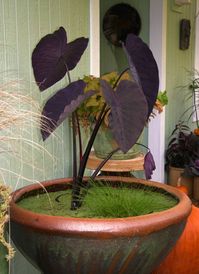 Plants on the Dark Side | Colocasia esculenta “Black Magic” in water container #plant #plants #houseplants #garden #gardening #elephantear