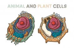 an animal and plant cells are shown in this hand - drawn illustration, which shows the cell structure