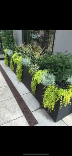 an assortment of plants in black planters on the side of a building next to a sidewalk