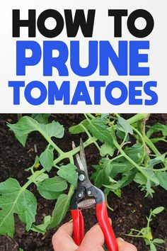 someone is holding some red scissors in their hand with the words how to prune tomatoes