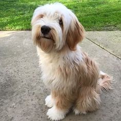 a small white dog sitting on top of a cement floor next to a green field