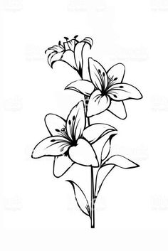 black and white drawing of flowers on a white background stock photo, flower outline, line art