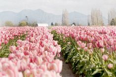 a field full of pink tulips with mountains in the background