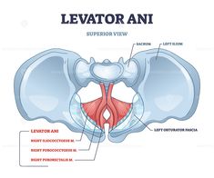 the anatomy of the leviator ani, with labels and description on each side