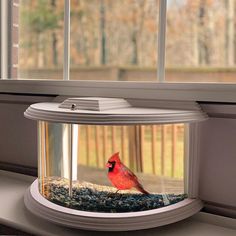 a red bird sitting on top of a window sill next to a fish bowl