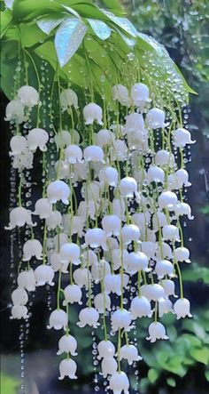 white flowers hanging from the side of a green plant with water droplets on it's leaves