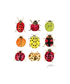 six different colored ladybugs on white background