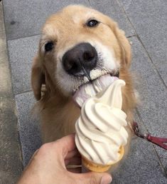 a golden retriever eating an ice cream cone with his owner's hand on the ground