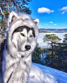 a husky dog wearing a fur hat on top of a snow covered hill with trees in the background