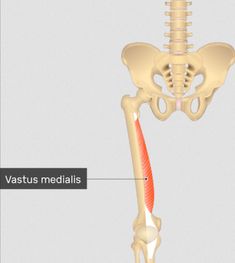 an image of the skeletal structure of a human skeleton with text below it that says vastus medails