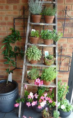 an old ladder is filled with potted plants