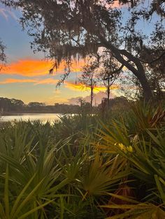 the sun is setting behind some trees and plants by the water's edge, with clouds in the distance