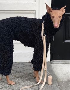 a brown dog wearing a black coat and leash standing in front of a white door