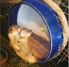 two rabbits in a cage with hay on the ground