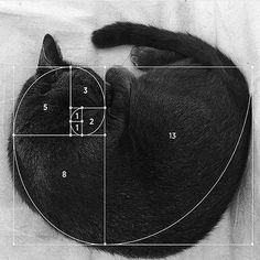 a black cat laying on top of a white sheet next to a golden section in the shape of a circle