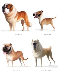 four different types of dogs standing next to each other