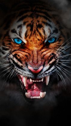 a close up of a tiger with blue eyes