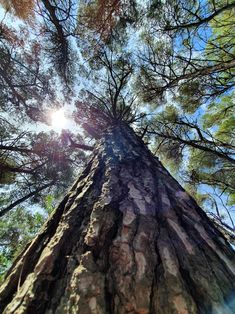 looking up at the top of a tall tree with sun shining through it's branches