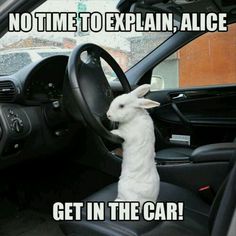 a white rabbit sitting in the driver's seat of a car with its head on the steering wheel