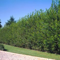 a row of bushes along the side of a road