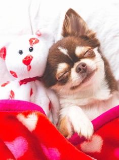 a small brown and white dog laying on top of a bed next to a teddy bear