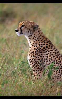 Wild Cat Breeds, Cheetah Photos, African Cats, The Lion Sleeps Tonight, Nature And Animals, Animals Of The World