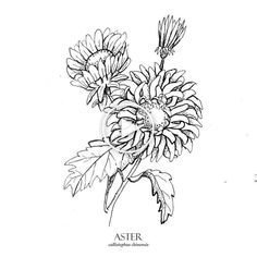 a black and white drawing of flowers with the word aster on it's side