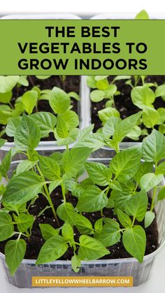 the best vegetables to grow indoors