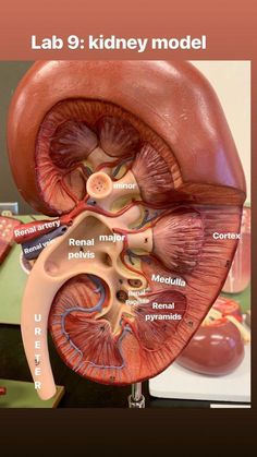 an image of the inside of a human body, with labels on its organs and labeled parts